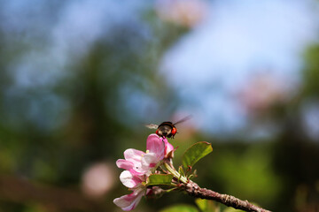 A bumblebee loaded with pollen fluttering over some flowers of an apple tree