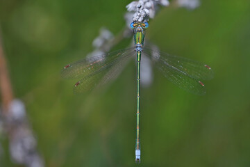 Dragonfly (Emerald dragonfly, Lestes dryas) has a small size, thin elongated Metallic shiny body. At rest, he keeps his wings open.