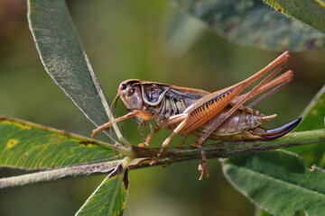 The grasshopper is sitting on the green grass, always ready to jump.
The vast majority of grasshoppers are omnivorous and predatory. 
