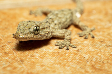 Close-up of a baby gecko, tarentola mauritanica, wall dragon. Macro photography