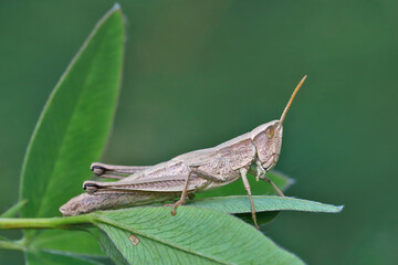 The grasshopper (locust filly)  is sitting on the green grass, always ready to jump.
Locusts have short whiskers.
These insects are short-winged, so they are not able to fly.

