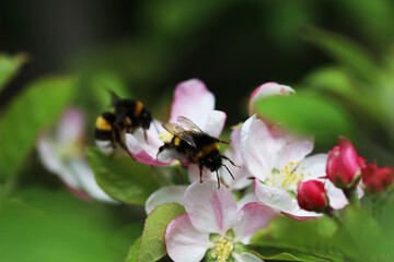 Fototapeta premium Two bumblebees eating on a flower of an apple tree