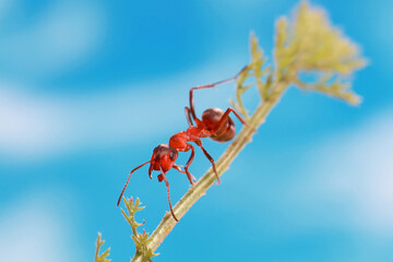 An ant systematically runs along a grass stalk against a blue sky background. 
It's cool in spring, and the ant doesn't run as fast as in summer.
