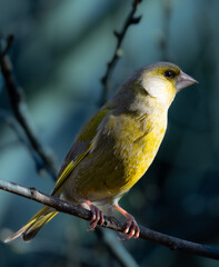 a green finch takes a short break
