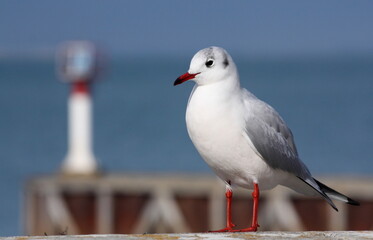 Mouette rieuse à Saint Martin de Ré