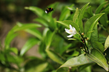A bumblebee flying over some flowers of an apple tree
