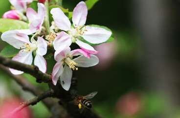 A honey bee flying below some flowers of an apple tree