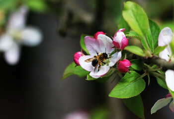 Obraz na płótnie Canvas A honey bee eating on some flowers of an apple tree