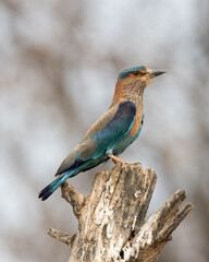 Indian Roller sitting on a tree with the nice soft background