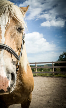 Cheval en gros plan - demi cadrage