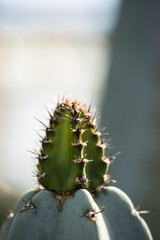 close up of a cactus