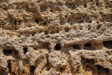 The surface of the yellow shell stone in close-up.