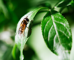 fly on leaf