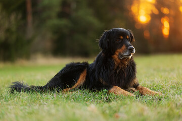 black and gold Hovie dog hovawart resting on the grass with the remnants of light from the setting sun behind him