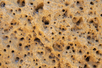 The surface of the yellow shell stone in close-up.
