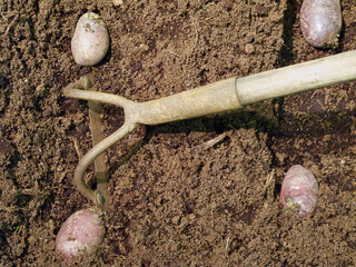 Red seed potato and hoe in humus soil in vegetable garden. 
