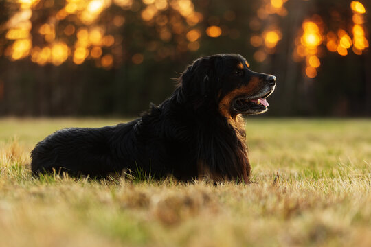 black and gold Hovie dog hovawart lying in a meadow with the sun setting behind him through the forest, creating an interesting background, a bokeh