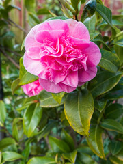 Camelia plant, Camelia japonica L, flowering, UK