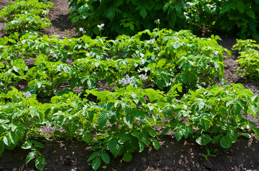 Flowering potato plants outdoors in vegetable garden.