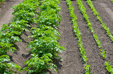 Fototapeta na wymiar Vegetable garden with rows of potato plants and other growing vegetables.
