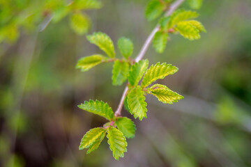 Fototapeta na wymiar green leaf buds in spring isolated on green background