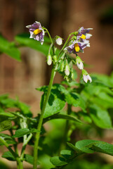 Flowering potato plant in vegetable garden in summer.