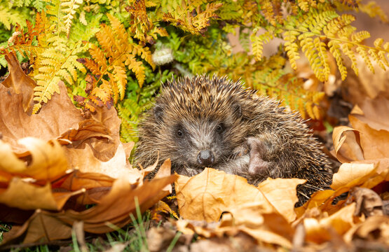 Hedgehog in hibernation (Scientific name: Erinaceus Europaeus) wild, free roaming hedgehog, taken from within a wildlife garden hide to monitor health and population of this declining mammal