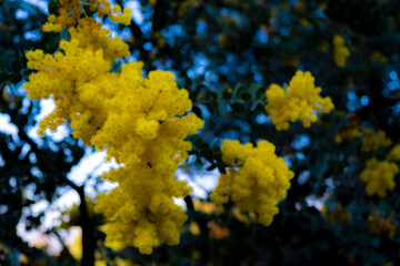 Yellow Flowering Mimosa Pudica