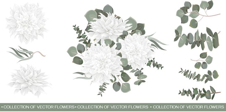 Vector flower set. White chrysanthemums, dahlia, eucalyptus, green plants and leaves. All elements are isolated on white background