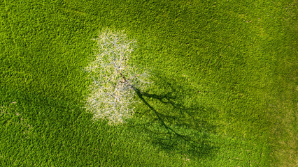 Aerial picture of a blooming fruit tree with its shadow on a meadow field in the Black Forest