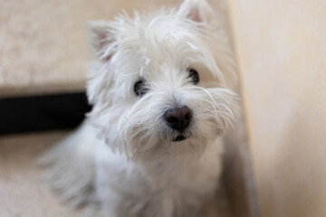 West Highland White terrier dog left alone outside home on the stairs, ready for a walk with owner