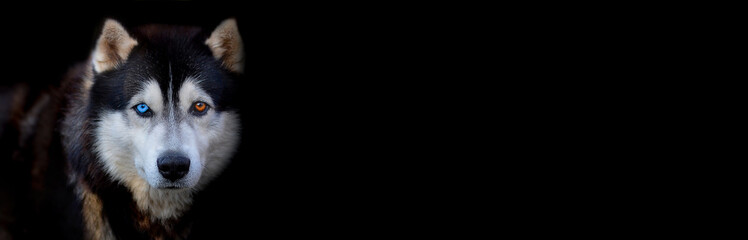 Beautiful Siberian Husky dog with blue and brown eyes on black background.Banner. Copy space for text