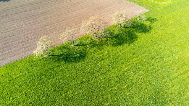 Aerial picture of four blooming fruit trees with their shadows on a meadow field in the Black Forest