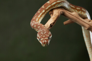 snake on a green background. Carpet python. Animal in the studio