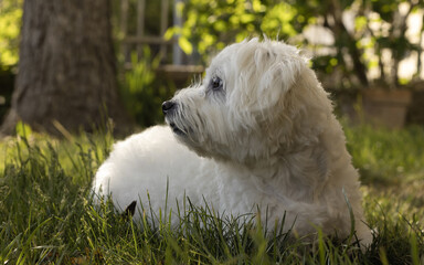 Maltese dog lying down on the grass.