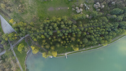 Pine forest near the lake in the park path
