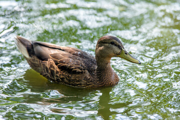 Wild duck swim in the water 