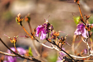 Blossom tree with pink flowers - close-up on a branch