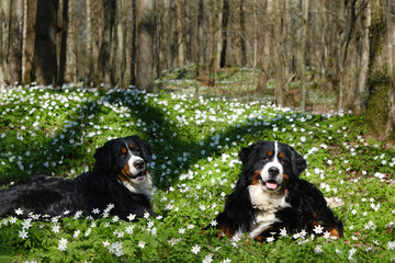 dogs in spring flowers
