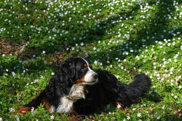 dog in spring flowers