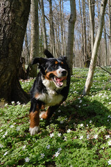 dog in spring flowers