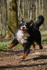 dog in spring flowers