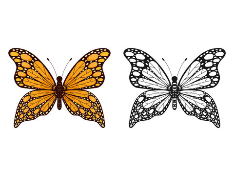 Butterfly insect set. Butterflies colorful and black group. Vector illustration isolated on white.