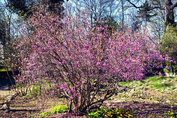 Blossom tree with pink flowers