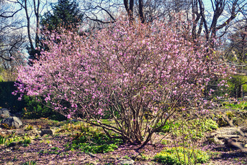 Blossom tree with pink flowers