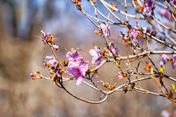 Blossom tree with pink flowers - close-up on a branch