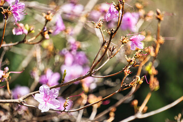 Blossom tree with pink flowers - close-up on a branch