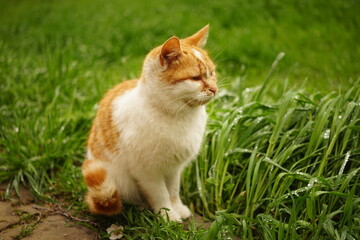 Naklejka na ściany i meble Ginger white cat in green grass on a spring day