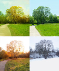 Tree in nature showing all Four Seasons - spring, summer, autumn and winter in colmbined images.