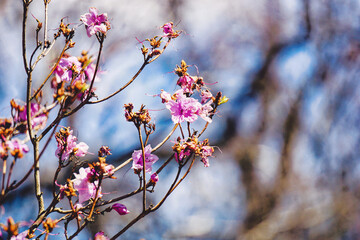 Blossom tree with pink flowers - close-up on a branch